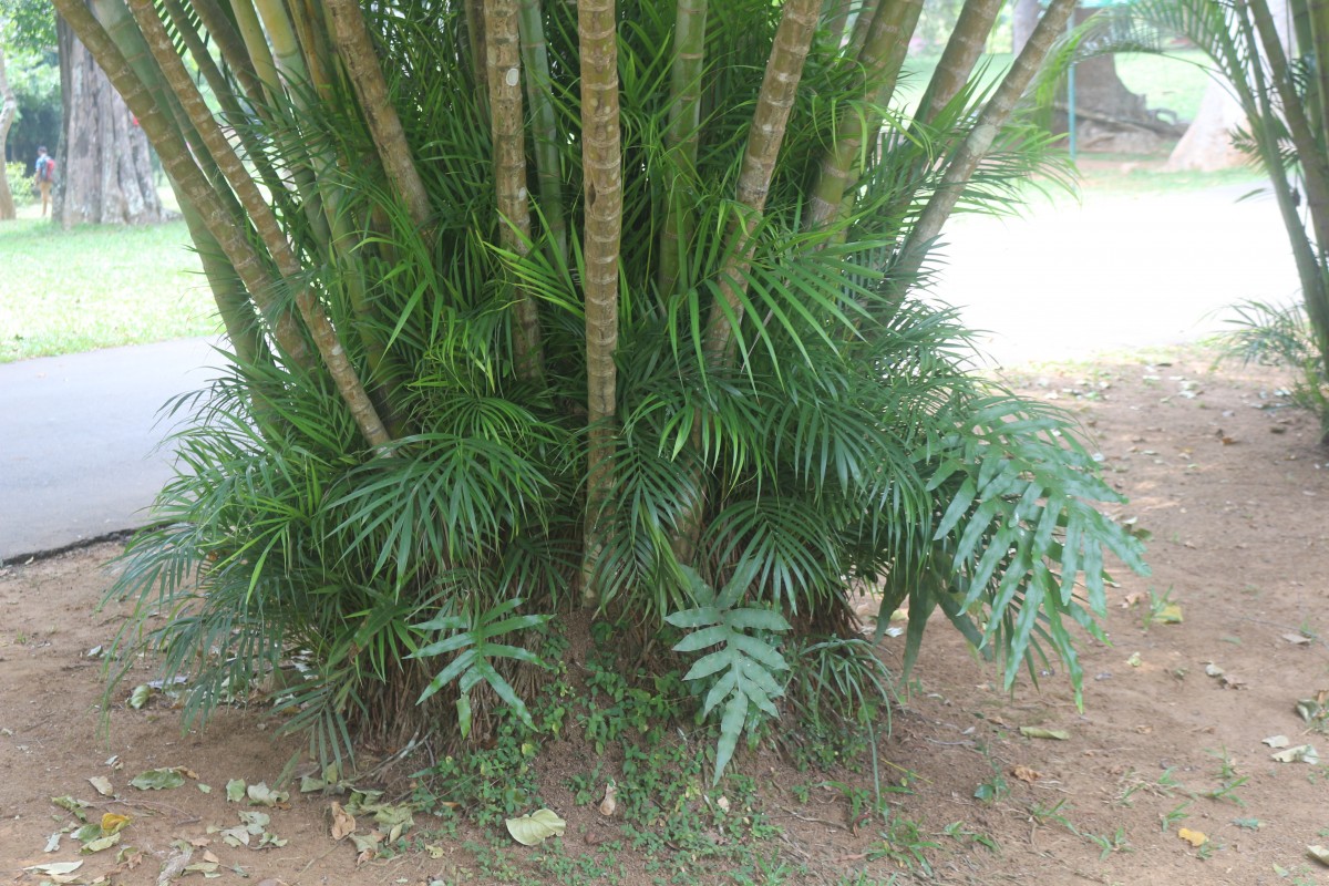 Dypsis lutescens (H.Wendl.) Beentje & J.Dransf.
